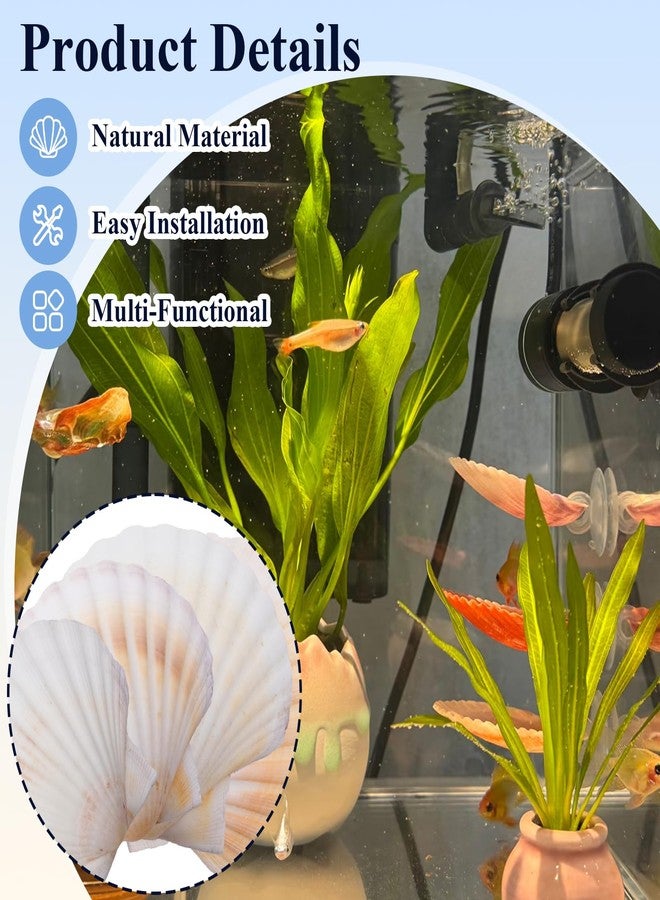 Niuohoy 5 Pcs Betta Fish Bed Shell Hammock Betta Resting Spot with Suction Cups Natural Shell Hideouts & Spawning Grounds for Betta, Shrimp, Cichlid, Small Fish Tank Decorations - Image 5